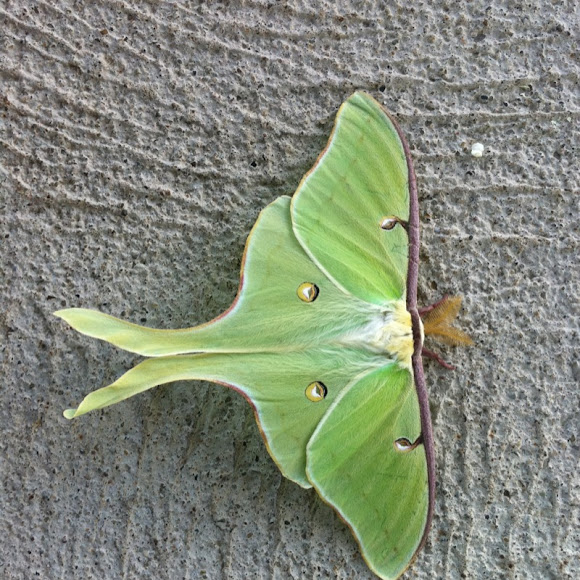 Green moth Project Noah