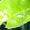 Common true katydid