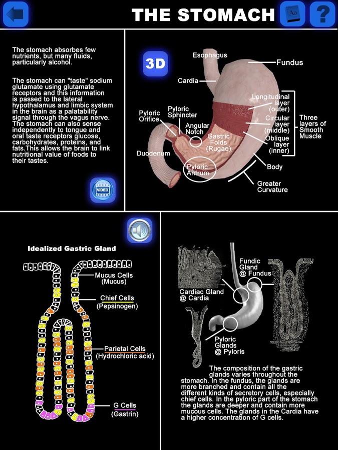 Anatomy 3D Organs Android Apps on Google Play