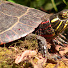 Eastern Painted Turtle