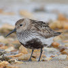 Dunlin