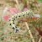 Cabbage White caterpillar (Πιερίς του λαχάνου- κάμπια)