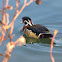 Wood duck