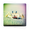 Aviary Effects: Toy Camera