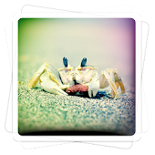 Aviary Effects: Toy Camera