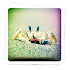 Aviary Effects: Toy Camera icon