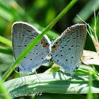 Eastern tailed blue