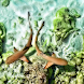 Baby Shark Water Ripples LWP