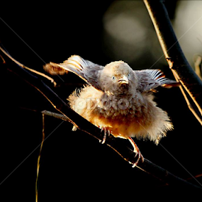 Yellow Billed Babbler.. by Nithya Purushothaman - Animals Birds