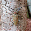 Mango Stem Borer (Long-horned Beetle)