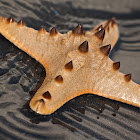 Horned Sea Star (four armed)
