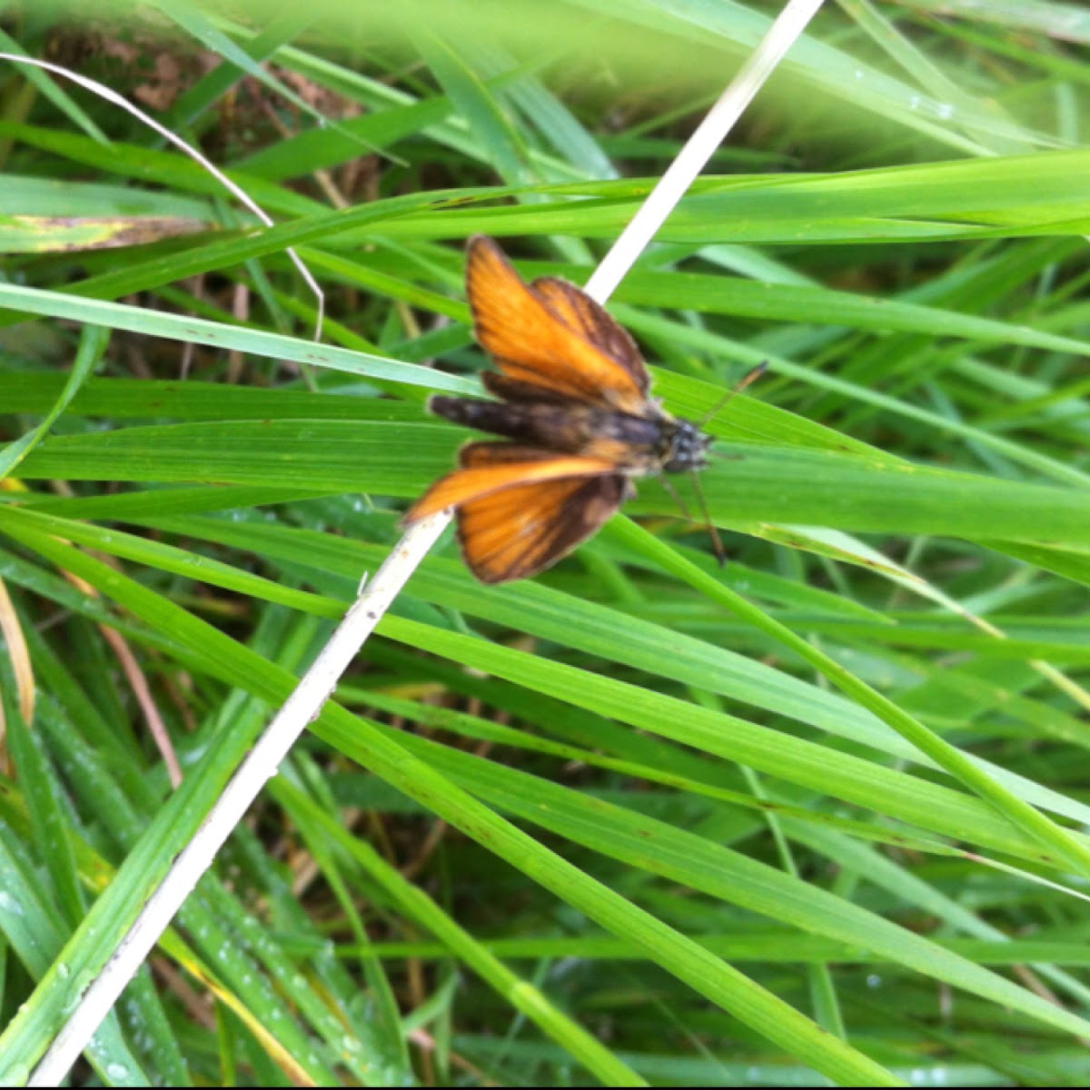 Essex Skipper