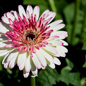 by Vishwas Watwe - Flowers Single Flower