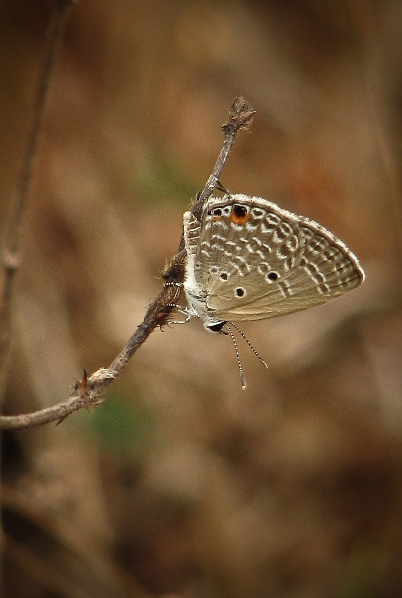Plains Cupid (Butterfly, फुलपाखरू)