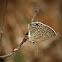 Plains Cupid (Butterfly, फुलपाखरू)