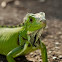 Green Iguana (juvenile)