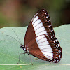Pimplea Satyr Butterfly