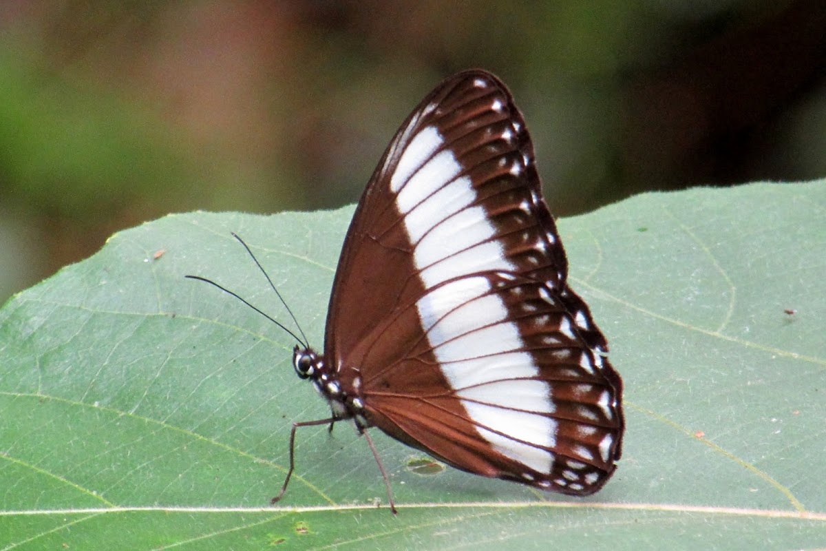 Pimplea Satyr Butterfly