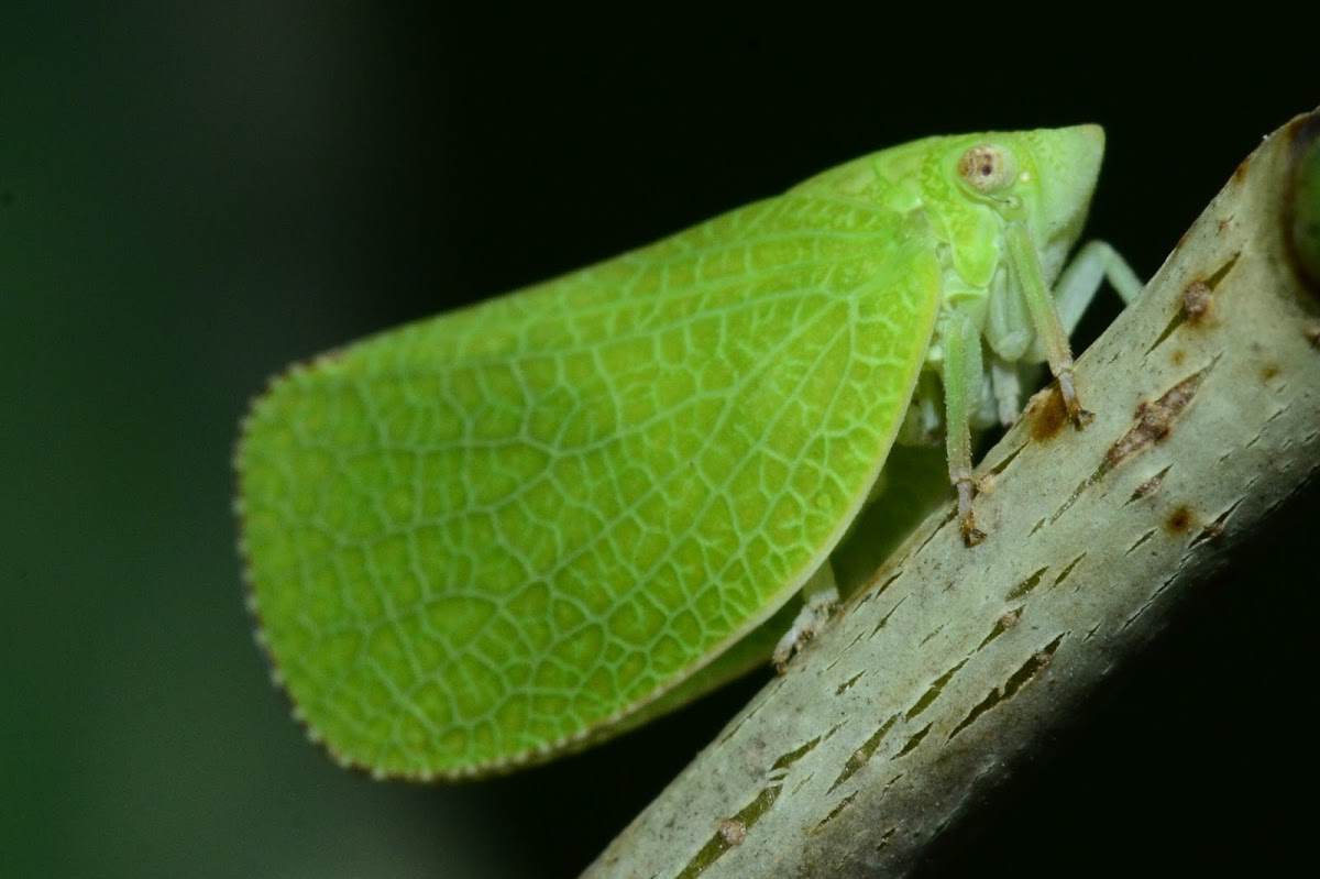 Plant Hopper