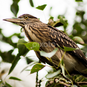 Black Crowned Night Heron ( Juvenile ) by Sankar Singha - Animals Birds