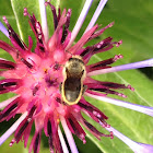 Leaf cutter bee