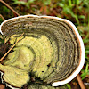 Ganoderma