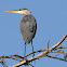 great blue herron (female)