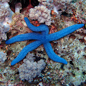 Blue sea star