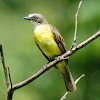 Sulfer-breasted tyrant flycatcher