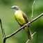 Sulfer-breasted tyrant flycatcher