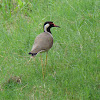 Red-wattled Lapwing