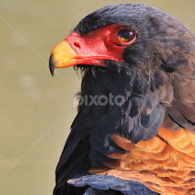 Bateleur Eagle Portrait by Dries Alberts - Animals Birds