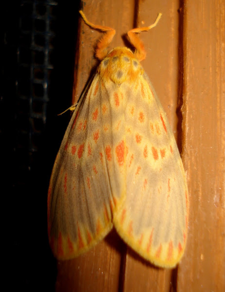 Footman moth | Project Noah