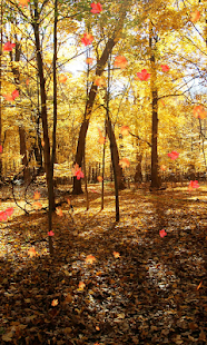 Autumn Wallpaper(圖2)-速報App