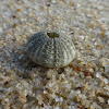 Sea Urchin Test