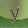 derbid planthopper