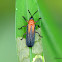 Orange-shouldered Leaf Miner