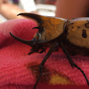 Hercules beetle (male)