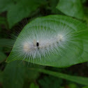 Tussock Moth