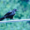 American Crow, Common Raven,