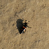 Burying beetles or sexton beetles