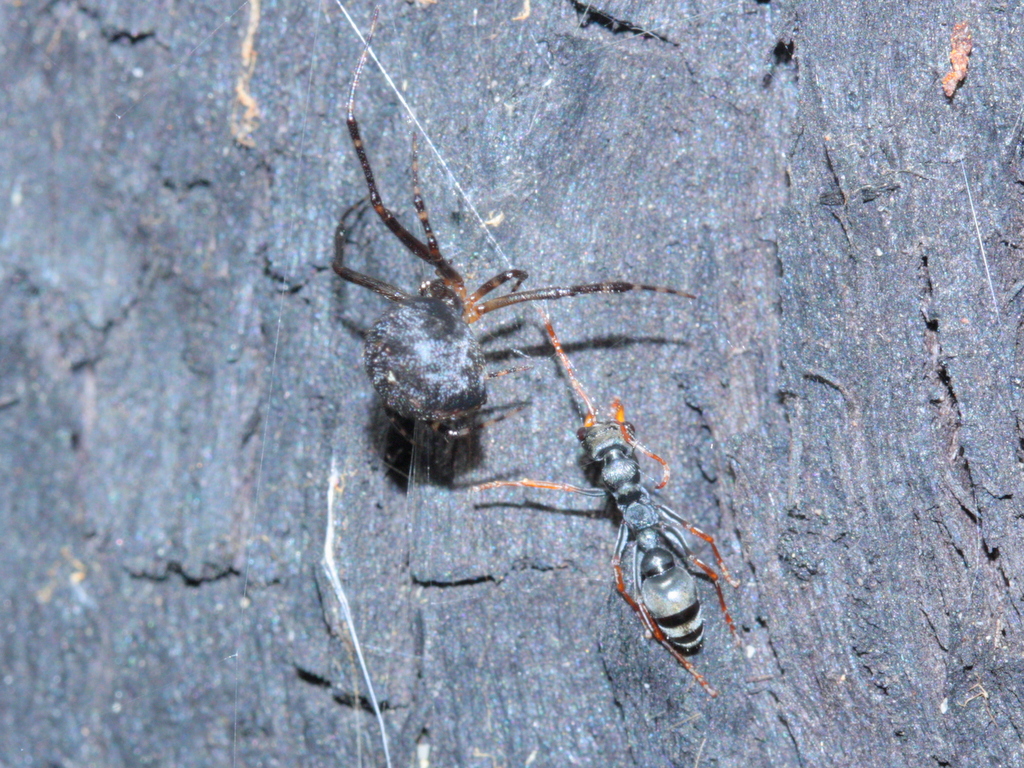False black widow spider (traps ant)