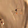 (Newly Emerged) Ichneumon Wasp