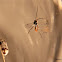 (Newly Emerged) Ichneumon Wasp