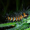 Larva of the Flag Moth