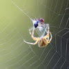 european garden spider