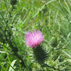 Spear thistle