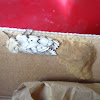 Gypsy moth (female) laying eggs