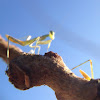 Praying mantis hatchling