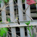 Anna's Hummingbird - ♀